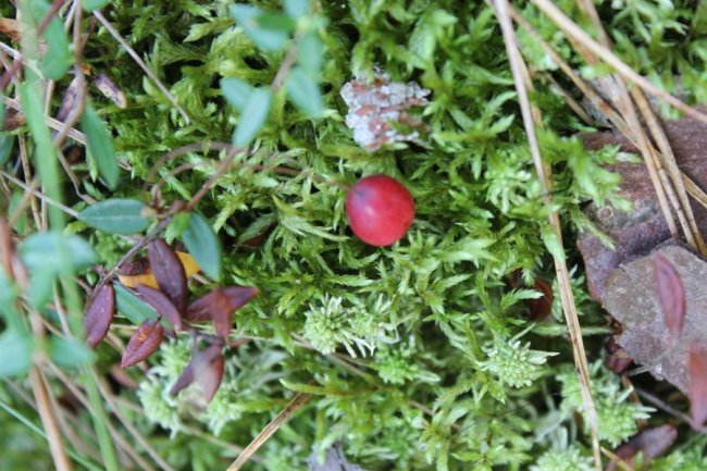 На Волині достигла одна з найкорисніших ягід