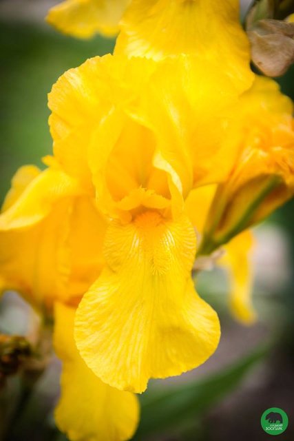 Квіти Луцького зоопарку: 37 дивовижних фото