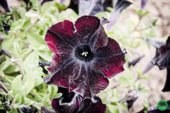 Квіти Луцького зоопарку: 37 дивовижних фото