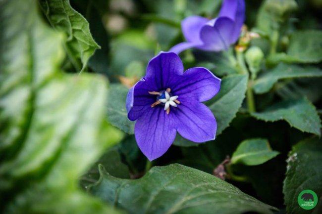 Квіти Луцького зоопарку: 37 дивовижних фото