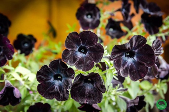 Квіти Луцького зоопарку: 37 дивовижних фото