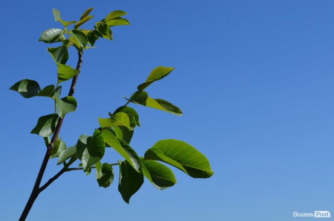 Горіховий рай: як на Волині плекають «смачну і корисну» плантацію