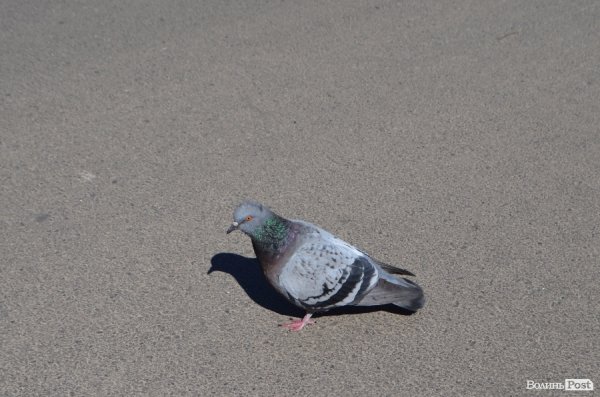 Луцьк напередодні вихідних. ФОТОРЕПОРТАЖ
