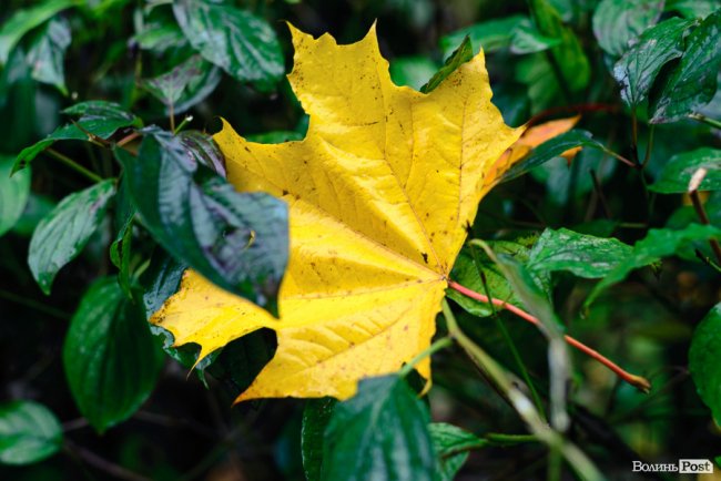 Місто, оповите легким серпанком туману: осінній Луцьк у фото 