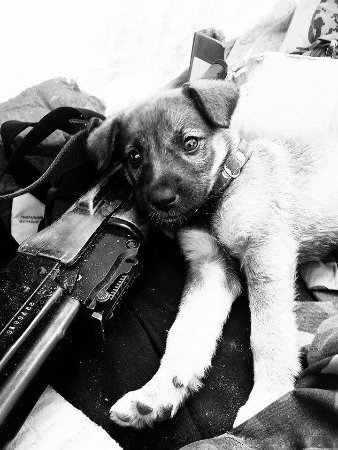 Зворушливі фото з передової: фронтові улюбленці солдатів. ФОТО