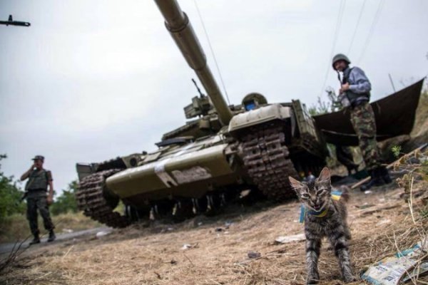 Зворушливі фото з передової: фронтові улюбленці солдатів. ФОТО