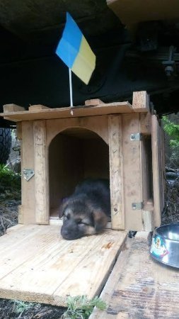 Зворушливі фото з передової: фронтові улюбленці солдатів. ФОТО