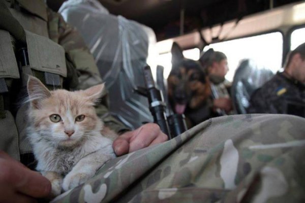 Зворушливі фото з передової: фронтові улюбленці солдатів. ФОТО