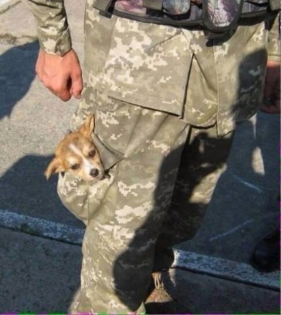 Зворушливі фото з передової: фронтові улюбленці солдатів. ФОТО