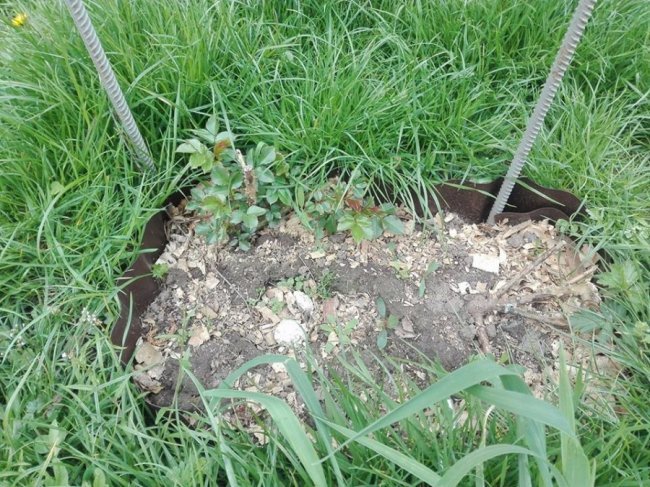 Лучани розікрали алею троянд