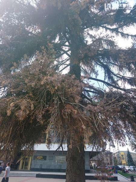 У Луцьку масово всихають дерева: підозрюють жука-короїда