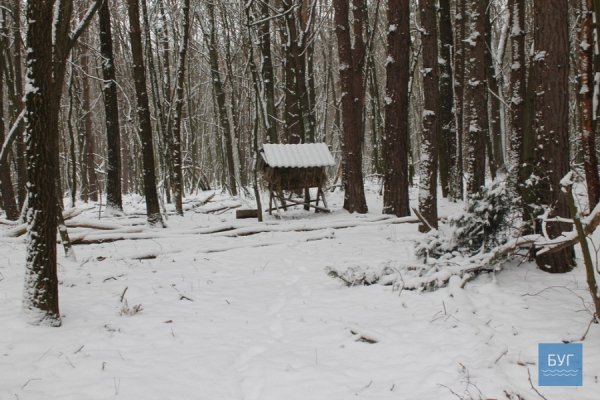 Зима у волинському лісі: тиша, краса та турбота про тварин