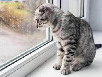 Погода у Луцьку на завтра, 18 січня