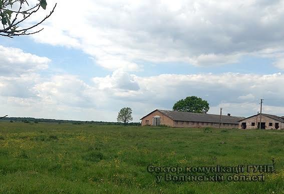 Волинські злодії вкрали та поділи між собою теля. ФОТО