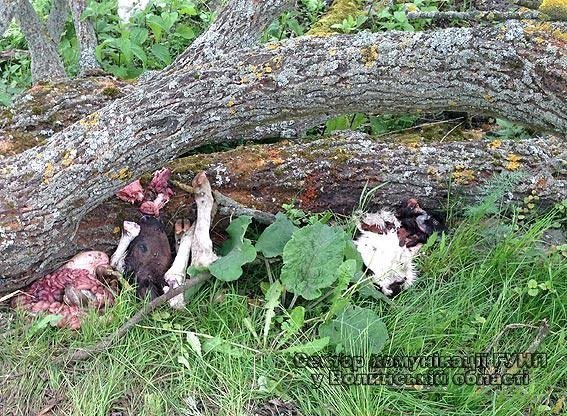 Волинські злодії вкрали та поділи між собою теля. ФОТО