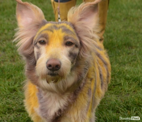 У Луцьку – виставка собак. ФОТО