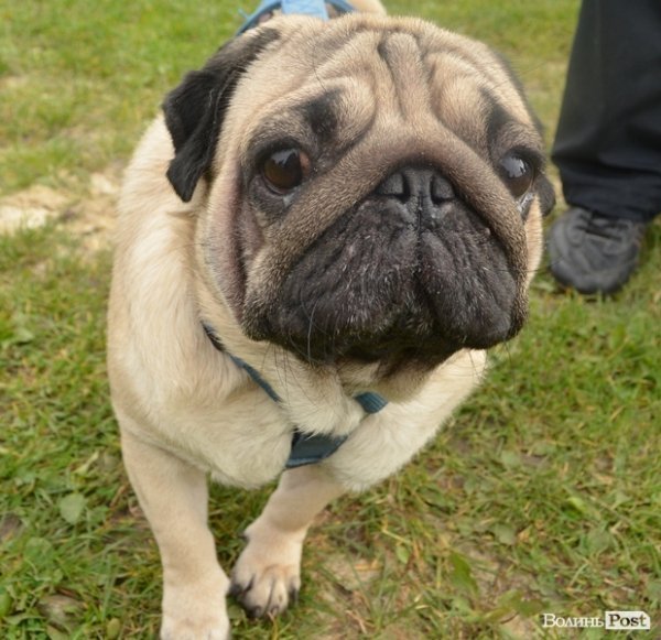 У Луцьку – виставка собак. ФОТО