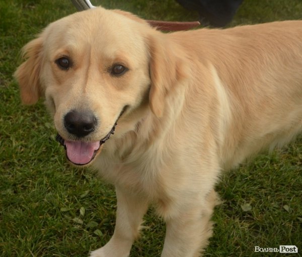 У Луцьку – виставка собак. ФОТО
