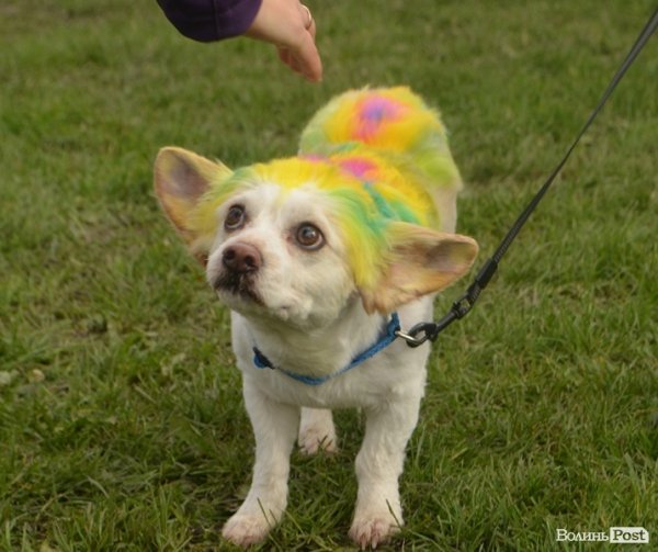 У Луцьку – виставка собак. ФОТО