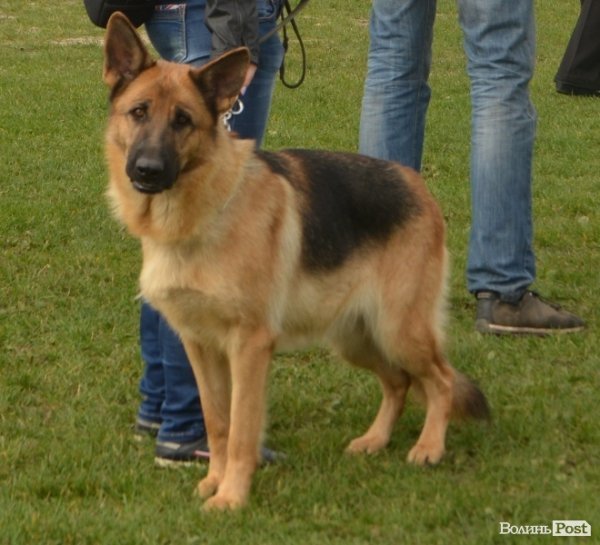 У Луцьку – виставка собак. ФОТО