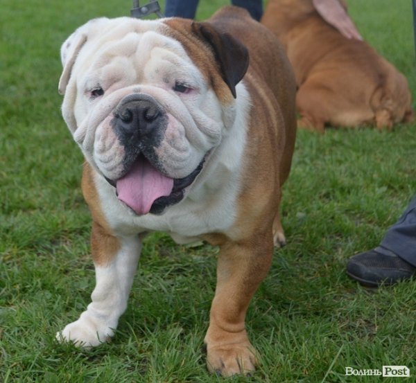 У Луцьку – виставка собак. ФОТО