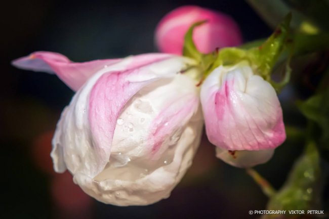 Луцький фотограф показав чарівні фото яблуневого цвіту