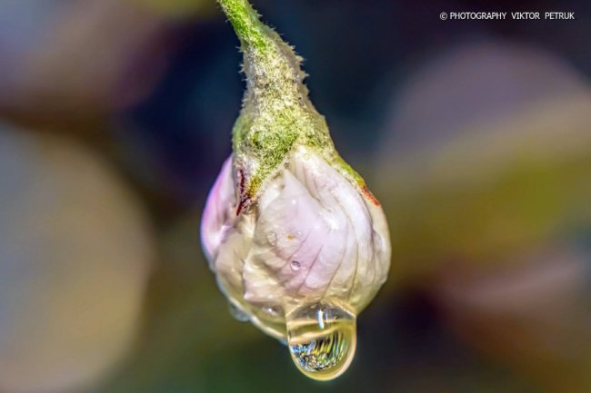 Луцький фотограф показав чарівні фото яблуневого цвіту