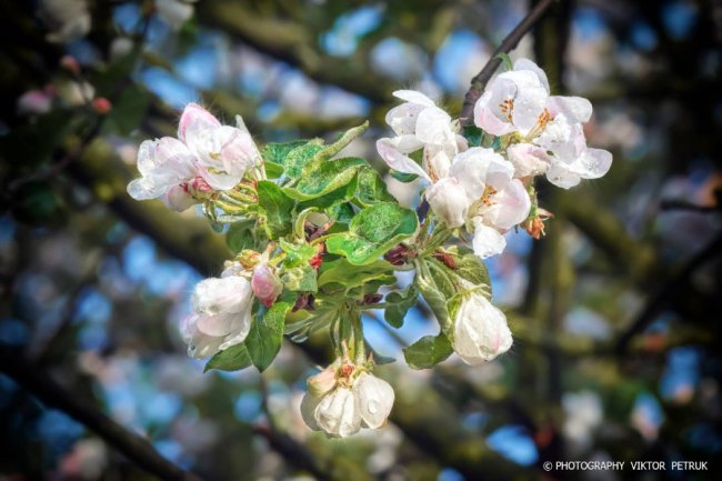 Луцький фотограф показав чарівні фото яблуневого цвіту