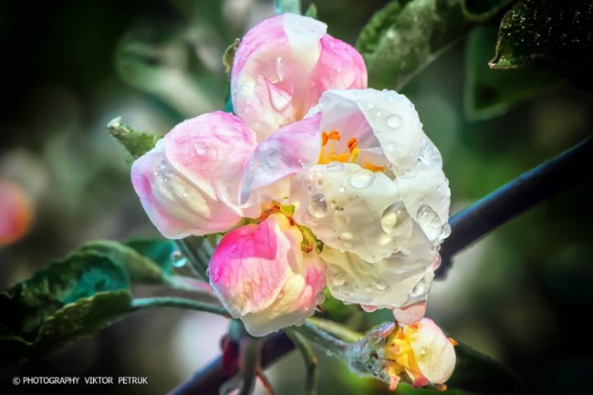 Луцький фотограф показав чарівні фото яблуневого цвіту