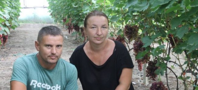 На Волині фермер вирощує 57 сортів винограду. ФОТО