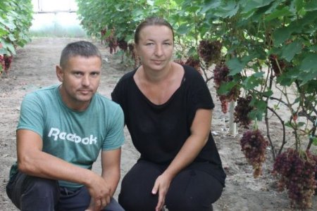 На Волині фермер вирощує 57 сортів винограду. ФОТО