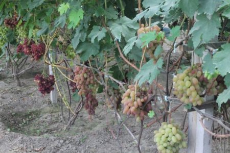 На Волині фермер вирощує 57 сортів винограду. ФОТО
