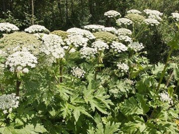 Цьогоріч 8 волинян звернулись до медиків через опіки борщівником