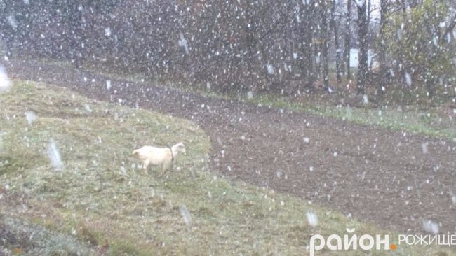 Мокрий і лапатий: на Волині - сніг. ФОТО