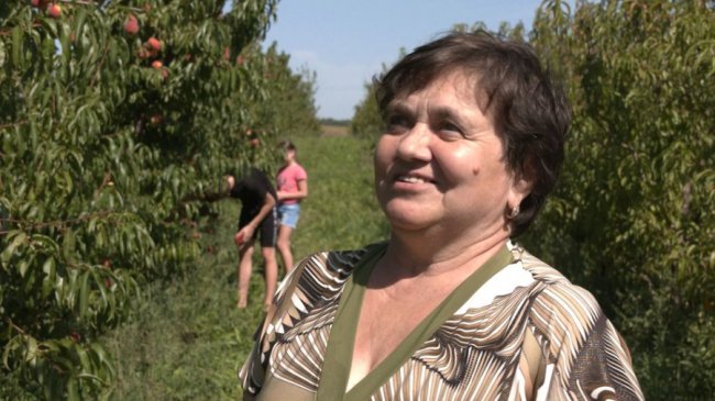 Волинянин продає персики з власної плантації, а гроші передасть для ЗСУ. ВІДЕО