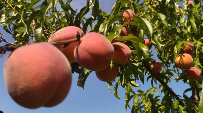 Волинянин продає персики з власної плантації, а гроші передасть для ЗСУ. ВІДЕО