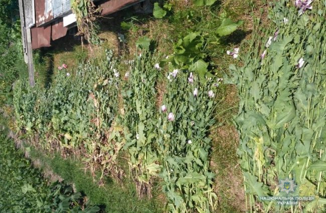 Волинянка посадила мак на присадибній ділянці. ФОТО