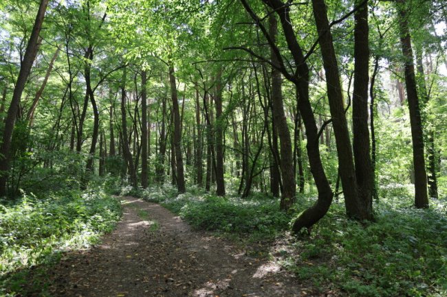 Неподалік від Луцька відкрили екостежку. ФОТО