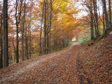 На Миколаївщині неподалік траси знайшли відрізану людську голову