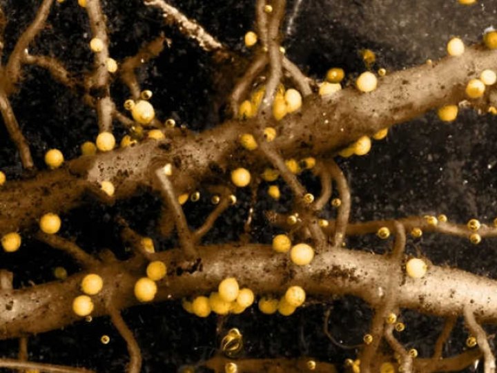 Врожай картоплі під загрозою: на Волині виявили небезпечного паразита