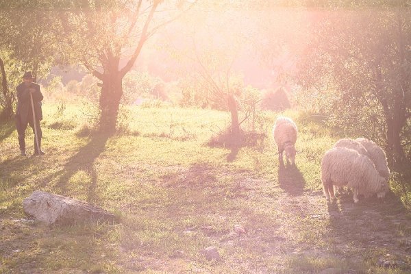 Вівчар в селі Кваси (серпень 2011)