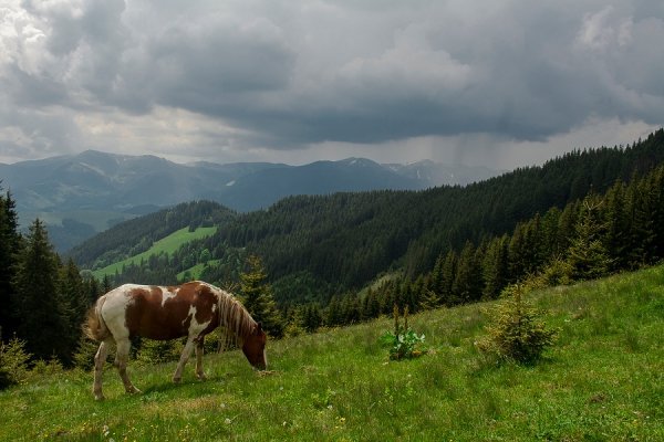  хребет Кострича, Карпати (червень 2011)