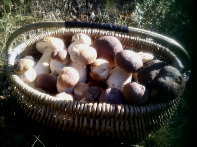 Волинська письменниця похизувалась грибним «уловом». ФОТО