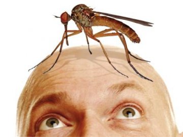 Вдруге відбувся Чемпіонат світу з полювання на комарів