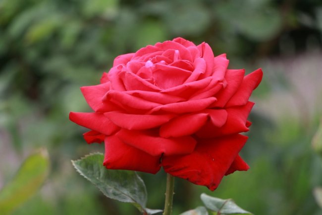 Неповторна атмосфера: біля луцького собору зацвіла тисяча троянд. ФОТО