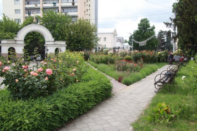 Неповторна атмосфера: біля луцького собору зацвіла тисяча троянд. ФОТО