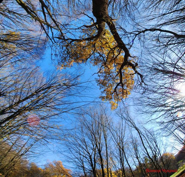 Неймовірні дуби у селі під Луцьком стали зірками фотосесії митця
