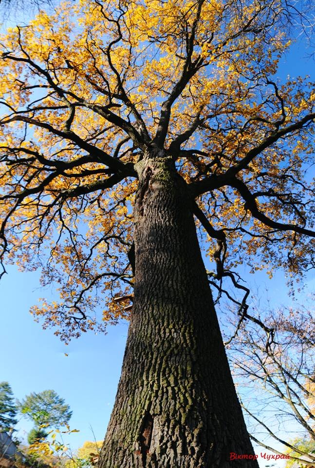 Неймовірні дуби у селі під Луцьком стали зірками фотосесії митця