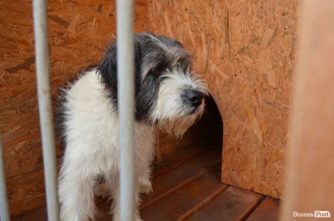 Показали умови, у яких живуть тварини в луцькій «Ласці». ФОТО
