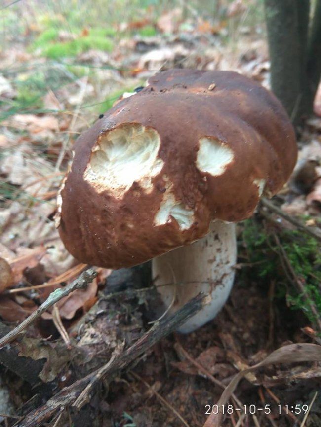 Троє луцьких фотографів похвалилися грибним уловом. ФОТО